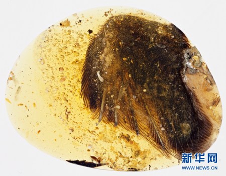 Prehistoric birds' wings in amber. (Photo/Xinhua)