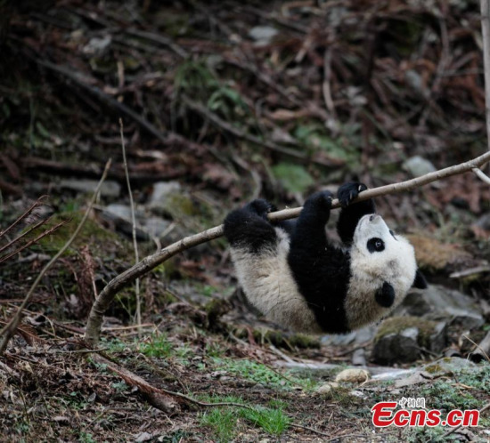 A giant panda plays at a field training area at the China Conservation and Research Center for the Giant Pandas in Wolong Nature Reserve, Southwest Chinas Sichuan Province. (Photo: China News Service/Zhong Xin)