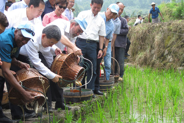 Jose Graziano da Silva, the FAO's Director-General, pours baby fish into a rice paddy in Longxian village on Sunday. Da Silva was on his first visit to an Asian site of Globally Important Agricultural Heritage Systems. (Photo by Wu Yan/China Daily)