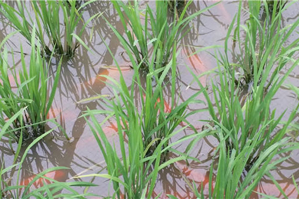 Fish swim in a paddy field. China now tops the world with 11 out of total 36 Globally Important Agricultural Heritage Systems. (Photo/Xinhua)