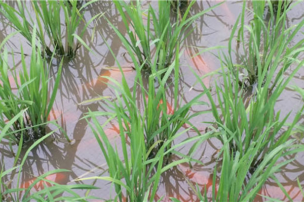 Fish swim in a paddy field. China now tops the world with 11 out of total 36 Globally Important Agricultural Heritage Systems. (Photo/Xinhua)