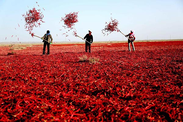 Farmers in Northwest China's Gansu province flip chili peppers in the air to help them dry on Oct 4, 2015. (Photo/Xinhua)