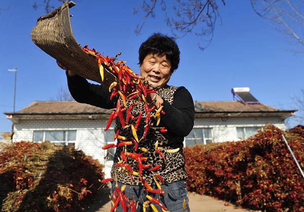 A farmer pours chili pepper from a basket in Wuqiao county, Hebei province. (Photo/Xinhua)