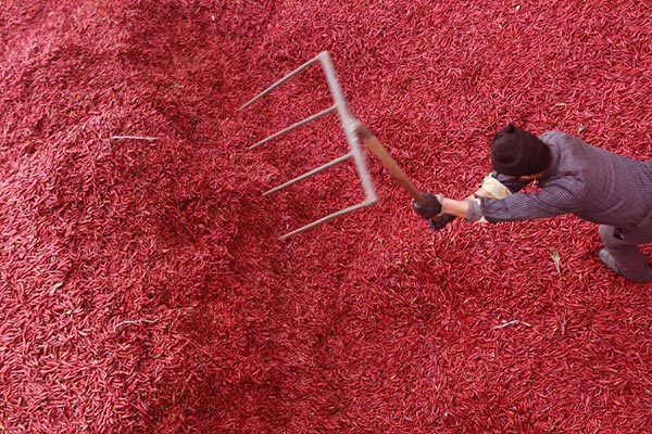 A man harvests chili in Linfe, Shanxi province on Jan 2, 2016. (Photo/Xinhua)