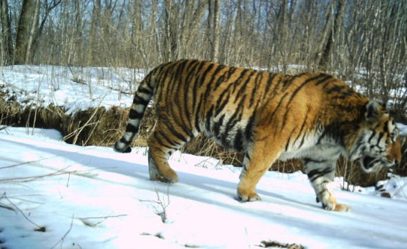 Photo taken with an infrared camera on March 26, 2012 shows an endangered wild Siberian tiger (panthera tigris altaica) at the Hunchun state-level nature reserve in Hunchun, northeast China's Jilin Province. (Xinhua file photo)