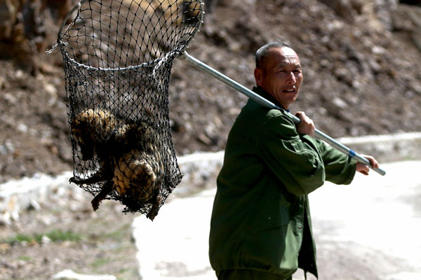 A Beijing forestry worker carries a captured arctic fox that was illegally released into the wild in Beijing in April.(Photo by Hei Ke/China Daily)