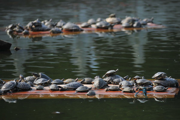 Turtles released by Buddhists crowd a pond in Zhanshan Temple, Qingdao, Shandong province, in June. (Photo by Xiao Feng/China Daily)
