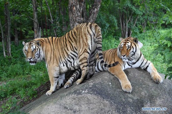 Siberian tigers rest at the Siberian Tiger Park in Hengdaohezi Township of Hailin City, northeast China's Heilongjiang Province, July 12, 2016. (Xinhua/Wang Jianwei)