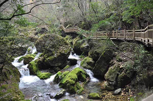 Qiao Changsheng bears witness to Shennongjia��s change from a��timber farm�� to a nature reserve.(Photo by Liu Xiangrui/China Daily)