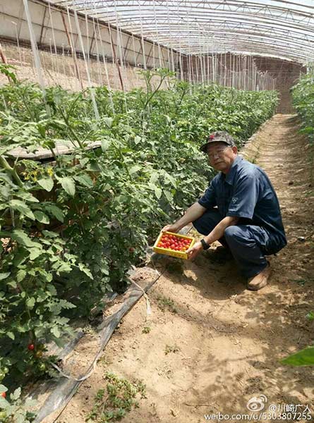 Kawasaki picks up the tomatoes in the greenhouse. (Photo from Sina Weibo)