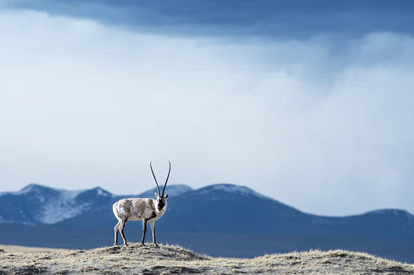 A Tibetan antelope at the Kekexili Nature Reserve. (Photo/Xinhua)