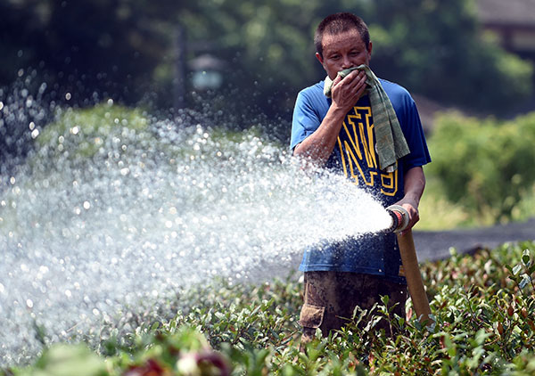 A worker waters tea trees in Hangzhou, Zhejiang province, in scorching weather on Monday. WANG DINGCHANG/XINHUA