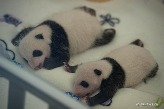 Photo taken on July 26, 2016 shows giant panda cubs Dabao (L) and Xiaobao in Macao Special Administrative Region, south China. (Xinhua/Cheong Kam Ka)