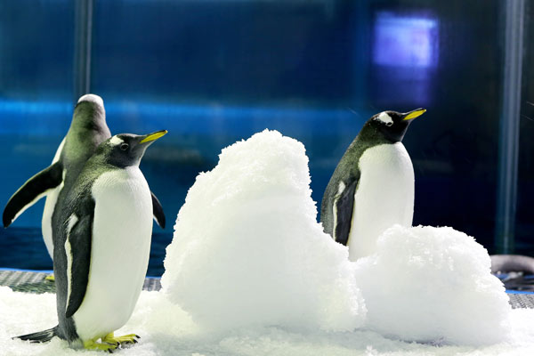 Penguins in a zoo in Shandong province have ice to cool them down. Zoo workers in different areas are helping the animals when high temperatures are recorded. (Photo by Zhang Jun/China Daily)