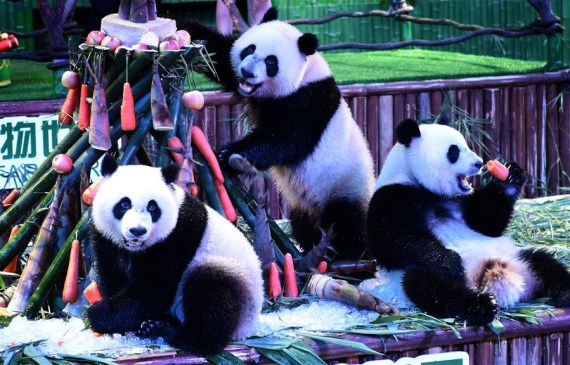 Giant panda triplets Mengmeng, Shuaishuai and Kuku eat bamboo shoots and carrots at their birthday party in in Guangzhou, capital of south China's Guangdong Province, July 29, 2016. (Photo: Xinhua/Lu Hanxin)