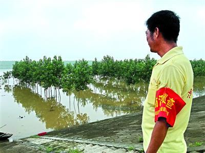 A local resident patrols the levee at Paizhouwan town, where 19 PLA soldiers died fighting the 1998 flood. (Photo/Chutian Metropolis Daily)