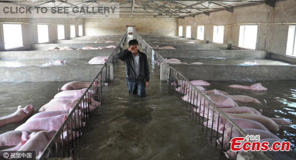 Li Zuming becomes emotional as he sees the pigs he feeds can't be evacuated from floodwater in Shucheng County, East China's Anhui Province, July 4, 2016. More than 6,000 pigs were stranded in water for nearly 20 hours at a pig farm and could not be evacuated to a safe place for environmental and quarantine reasons.(Photo/CFP)