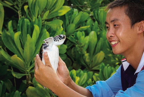 A worker feeds a sea turtle at a protection station in Sansha, Hainan province, in July (Photo: Hainan Daily/Zheng Mao)
