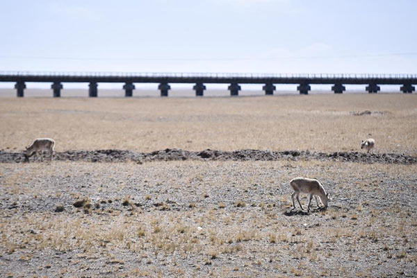 Tibetan antelopes at the Kekexili Nature Reserve. (Photo/Xinhua)
