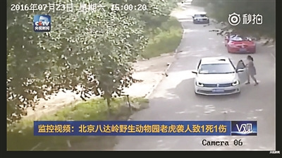 Screen shots of China Central Television show the two tourists being attacked by a Siberian tiger in Badaling Wildlife World in Beijing, July 23, 2016. 