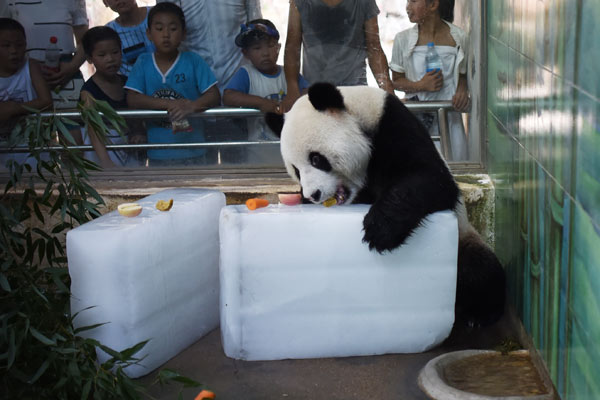 A panda enjoys some summer refreshments in a zoo in Hubei province. (Photo by Jin Siliu/China Daily)