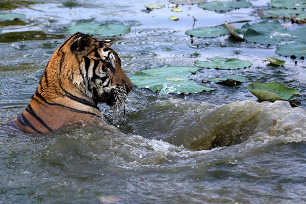 A tiger enjoys the cool in a pool in a zoo in Anhui province. (Photo by Shi Yalei/China Daily)