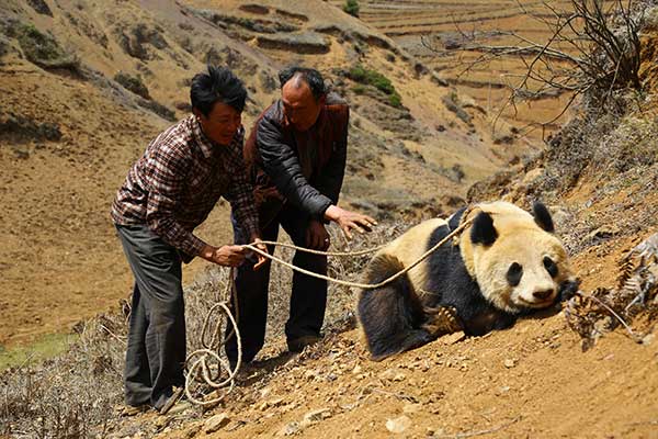 A wild female giant panda is restrained by farmers worried that she would be hurt by hunting dogs after she burst into a village in Liangshan Yi autonomous prefecture, Sichuan province, in early April. The panda had been released from captivity. Ake Jiushe / For China Daily