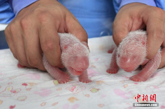 Theheaviest newborn panda twins. (Photo/China News Service)