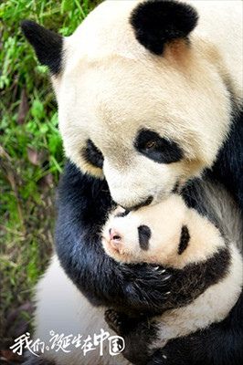 Promotional material for Born in China (Photo/Courtesy of Disneynature, SMG Pictures and Yoodoo Films)
