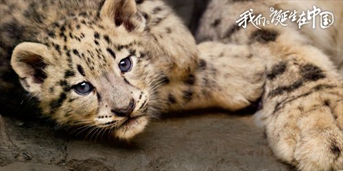 Promotional material for Born in China (Photo/Courtesy of Disneynature, SMG Pictures and Yoodoo Films)