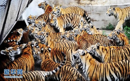 File photo of Siberian tigers in  Heilongjiang Siberian Tiger Park. (Photo/Xinhua)