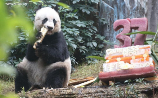Jia Jia enjoys her food in south China's Hong Kong, July 28, 2015. (File photo: Xinhua/Lyu Xiaowei)