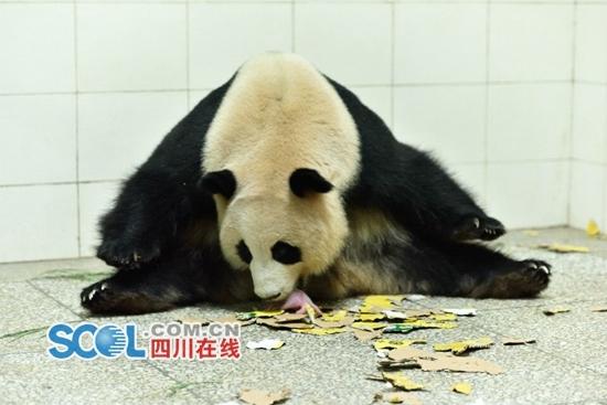 Chenggong gave birth to a male and a female cub around 1:34 a.m. on Tuesday.