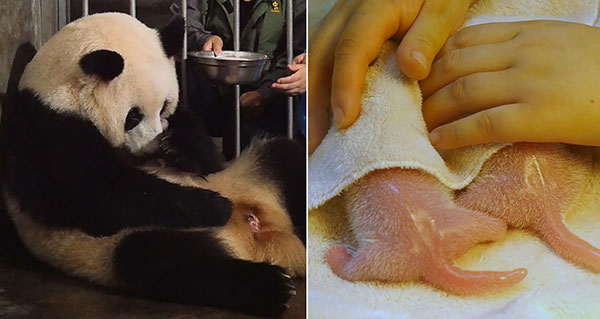 Left: Mother panda Chenggong gives birth to twins on Tuesday morning. Right: The newborn pandas receive good care.(Photo provided to China Daily)