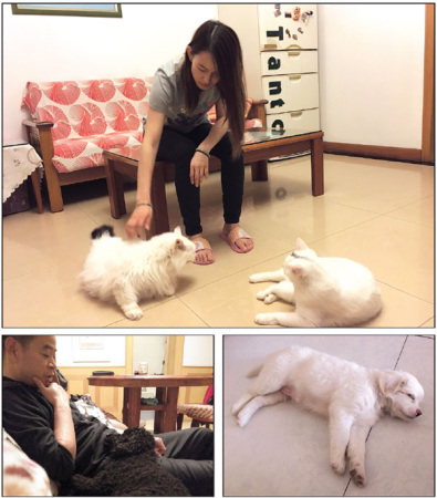 Clockwise from top: Yang Jie with two of her seven cats, and she's saddened by the fact that there are so many stray cats in Beijing; Qiao Jingwen's Baobao; Jiang Xiaobin's father with his poodle Xiaohei.(Photo/China Daily)