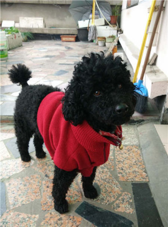 Xiaohei [Photo:China Daily/Yang Yang]