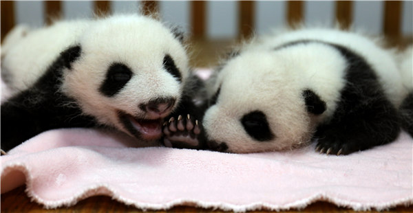 Newborn pandas play at a breeding center in Chengdu. SHE YI / FOR CHINA DAILY