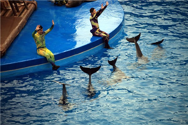 Trainers give directions to dolphins during a performance at Hong Kong's Ocean Park. ZHU WANCHANG/CHINA DAILY