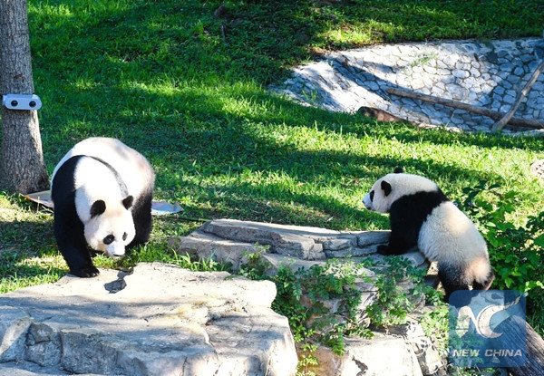 Giant panda Beibei (R) plays with its mother Meixiang at National Zoological Park in Washington D.C., the United States, Aug. 20, 2016. (Xinhua/Bao Dandan)