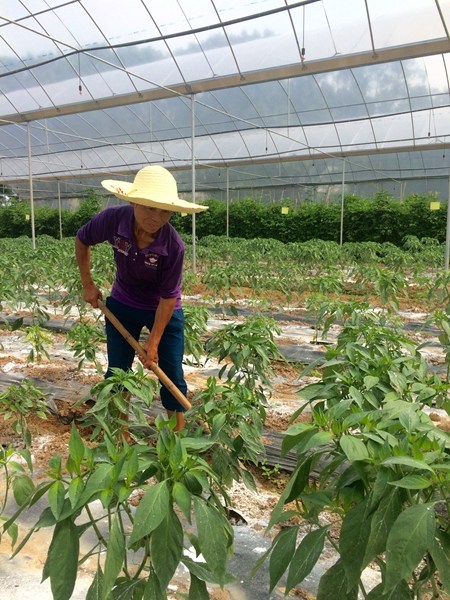 Yang Lanying, 56, works at the farm on the outskirts of Jiecunxiang, Xingguo county, Jiangxi province. (Photo by Adam Hegarty/chinadaily.com.cn)