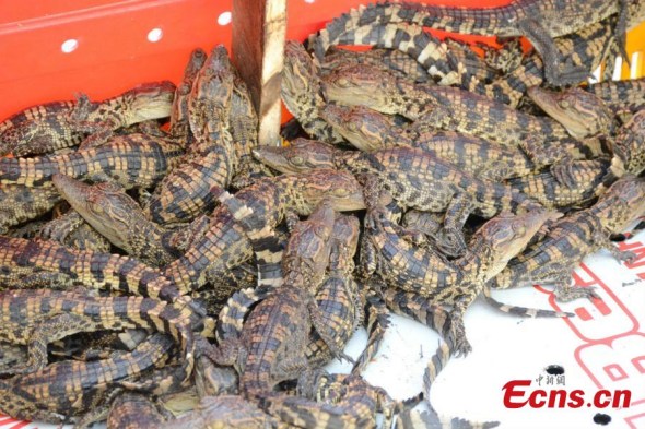 Siamese crocodiles are seized by border soldiers during a patrol at a port close to the China-Vietnam border in Fangchegngang City, South China��s Guangxi Zhuang Autonomous Region, Aug. 29, 2016. (Photo: China News Service/Yu Zhen)