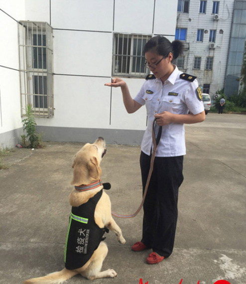Quarantine dog Daxiong has retired after working for eight years in the Department of Inspection and Quarantine at Nanjing's airport. He has been adopted by Ms. Zhi, a resident of Yancheng city in East China's Jiangsu province.(Photo/www.yangtse.com)