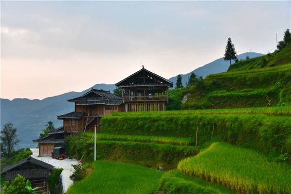 A view of beautiful scenery of paddy rice in Liping in Guizhou province. (Photo by Zhang Xingjian/chinadaily.com.cn)