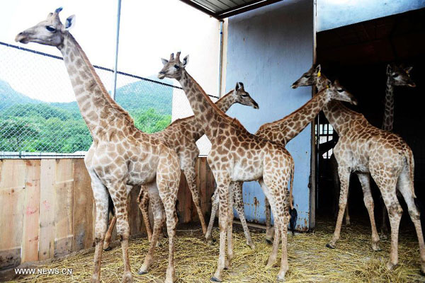Young giraffes are seen at their pen at the Qingdao Forest Wildlife World in Qingdao, east China's Shandong Province, July 14, 2013. (Photo: Xinhua)