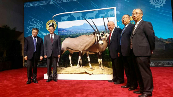Kenneth E. Behring (third on the right), an 88-year-old American philanthropist confined to a wheelchair, rises to his feet to pose in front of the specimen of two South African oryxes he donates to the Chengdu Museum in Sichuan province on Tuesday night. (Photo by Huang Zhiling/chinadaily.com.cn)