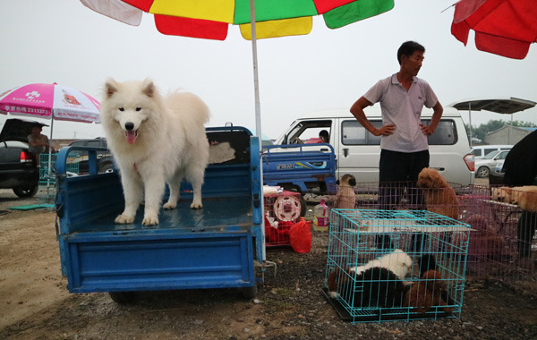 Liyuan Dog Market, once the largest pet dog market in North China, is now officially closed as the site is to be redeveloped. (Photo by Zou Hong/China Daily)