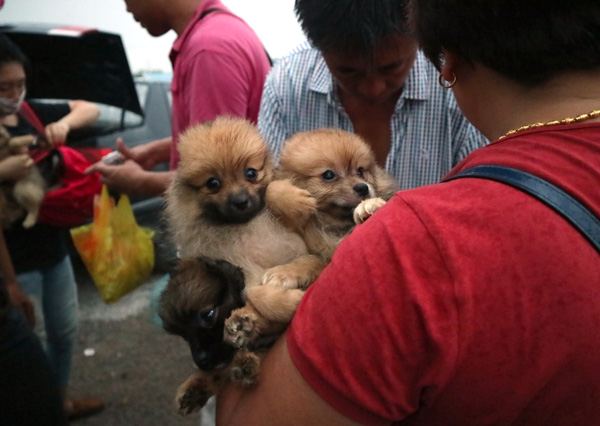 A buyer checks out some pooches in Liyuan Dog Market in August. (Photo by Zou Hong/China Daily)