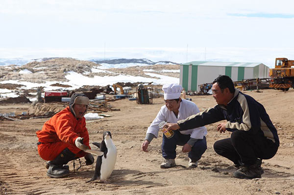 Chef Zhang Hui (center) and two colleagues at Zhongshan Station in Antarctica reaching out to help and feed a stranded penguin in 2011. Zhang spent 17 months as chief chef at the station. (Photos Provided to China Daily)