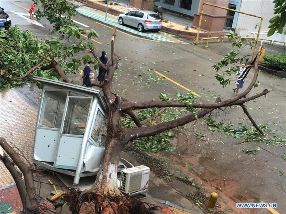 A tree is blown down by gale in typhoon-hit Xiamen City, southeast China's Fujian Province, Sept. 15, 2016. Typhoon Meranti made landfall in Xiamen in the early morning on Thursday. (Photo: Xinhua/Zheng Jun)