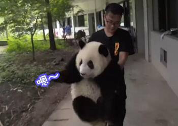 A video clip shows talk between a giant panda and her keeper. (Photo/Video snapshot)